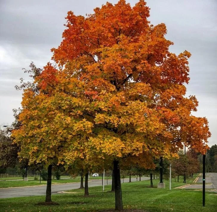 Sassafras Bare Roots Live Plant Set of 2, 12-18 Inch Tall Hardy Shade Tree Sassafras Bare Roots Live Plant Set of 2, 12-18 Inch Tall Hardy Shade Tree - Image 1