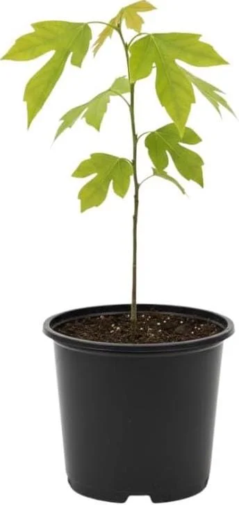 Sassafras Bare Roots Live Plant Set of 2, 12-18 Inch Tall Hardy Shade Tree Sassafras Bare Roots Live Plant Set of 2, 12-18 Inch Tall Hardy Shade Tree - Image 4