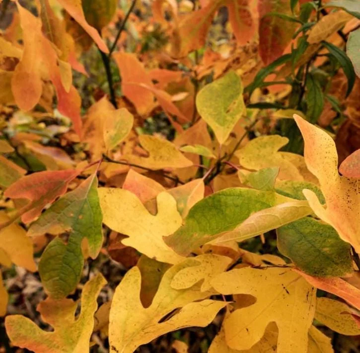 Sassafras Bare Roots Live Plant Set of 2, 12-18 Inch Tall Hardy Shade Tree Sassafras Bare Roots Live Plant Set of 2, 12-18 Inch Tall Hardy Shade Tree - Image 5