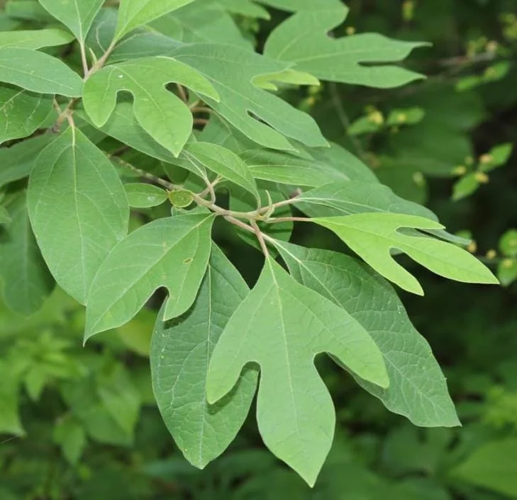 Sassafras Bare Roots Live Plant Set of 2, 12-18 Inch Tall Hardy Shade Tree Sassafras Bare Roots Live Plant Set of 2, 12-18 Inch Tall Hardy Shade Tree - Image 6