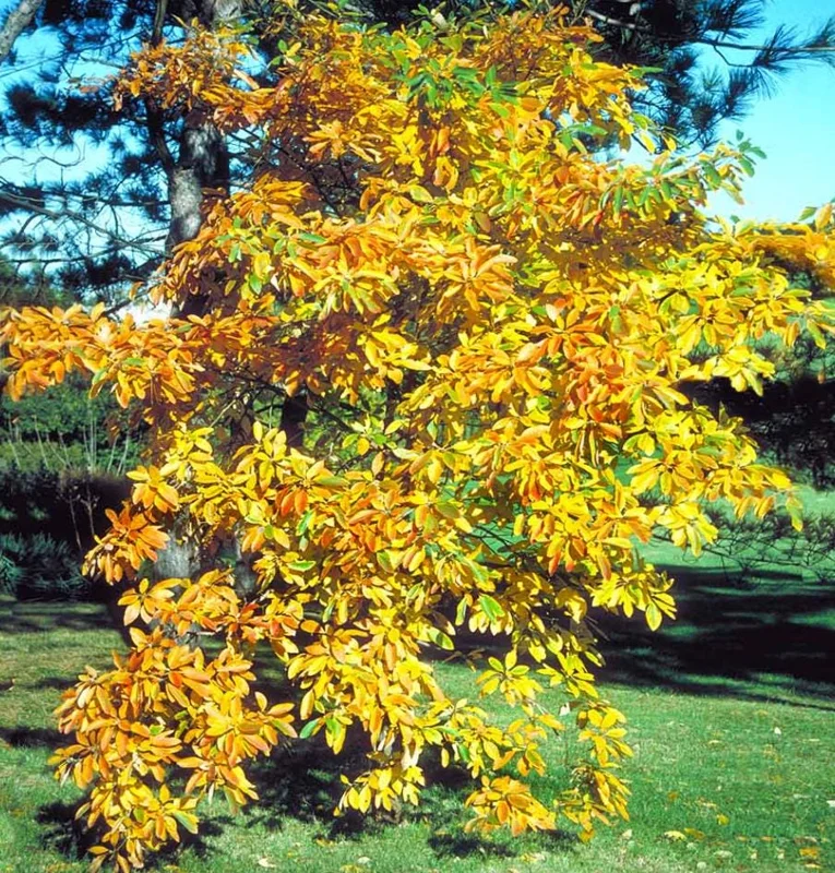 Sassafras Bare Roots Live Plant Set of 2, 12-18 Inch Tall Hardy Shade Tree Sassafras Bare Roots Live Plant Set of 2, 12-18 Inch Tall Hardy Shade Tree - Image 7