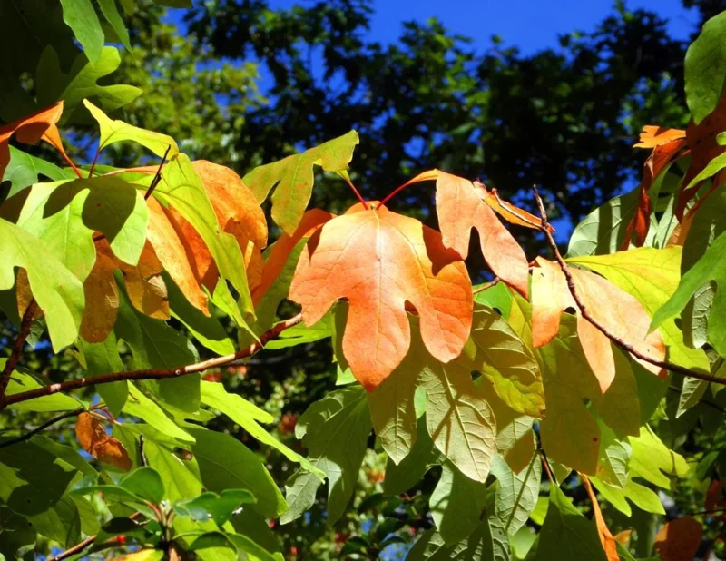 Sassafras Bare Roots Live Plant Set of 2, 12-18 Inch Tall Hardy Shade Tree Sassafras Bare Roots Live Plant Set of 2, 12-18 Inch Tall Hardy Shade Tree - Image 9