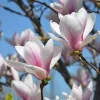 Saucer Magnolia Tree Live Plant – 2.5-inch Pot – Deciduous Ornamental - Image 1