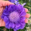 Scabiosa Fama Blue Starter Plant - 3-6 Inch Tall Live Pincushion Flower Perennial - Image 1