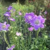 Scabiosa Fama Blue Starter Plants - Set of 2 Live Perennial, 3-6 Inch Tall, Outdoor - Image 1