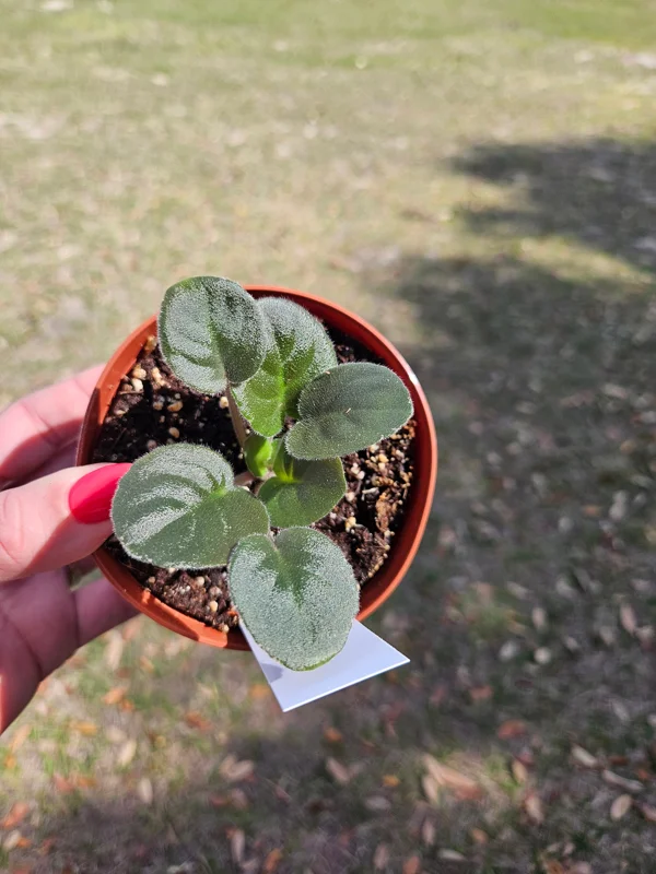 Scandal African Violet Live Plant - 4 Inch Pot Starter - Potted Houseplant - Image 2