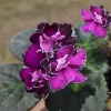 Scandal African Violet Live Plant - 4 Inch Pot Starter - Potted Houseplant - Image 1
