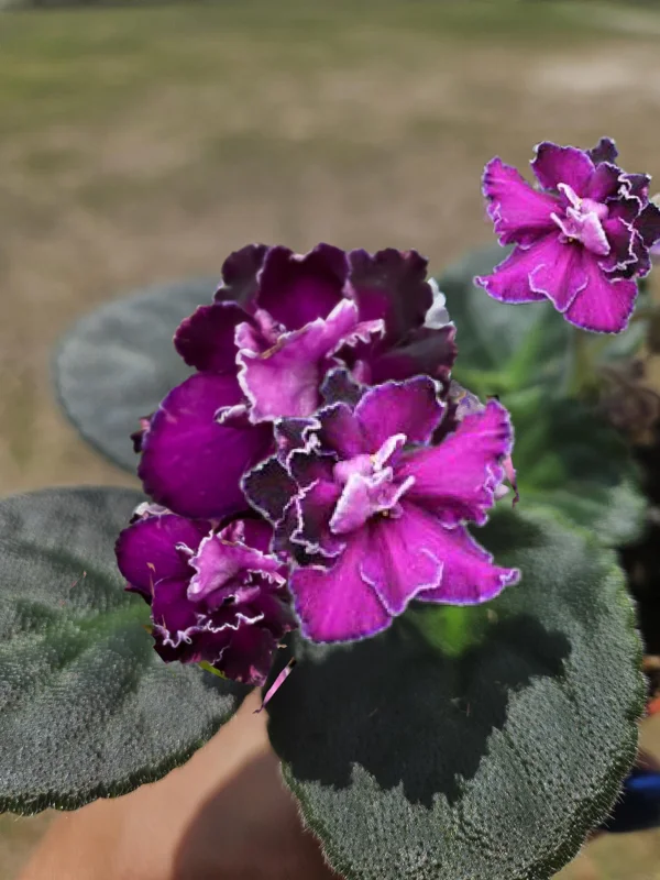 Scandal African Violet Live Plant - 4 Inch Pot Starter - Potted Houseplant - Image 1