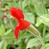 Scarlet Monkey Flower Seeds - 150 Count Hardy Perennial Mimulus Cardinalis Red - Image 1