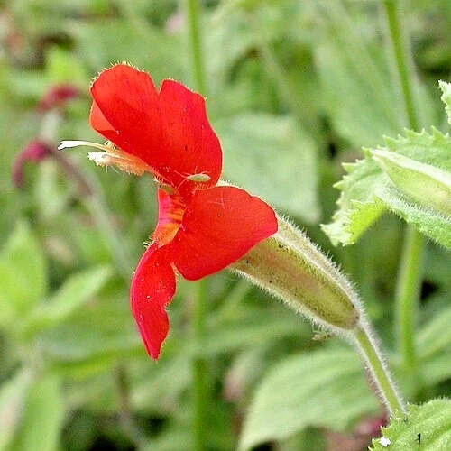 Scarlet Monkey Flower Seeds - 150 Count Hardy Perennial Mimulus Cardinalis Red - Image 1