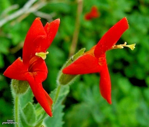 Scarlet Monkey Flower Seeds - 150 Count Hardy Perennial Mimulus Cardinalis Red - Image 2