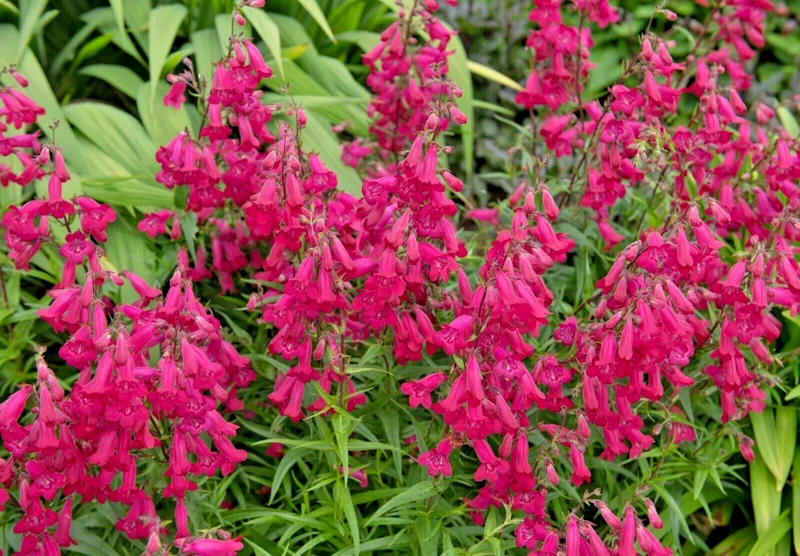 Scarlet Penstemon Seeds - 150 Penstemon Barbatus Flower Seeds Outdoor Easy Grow - Image 2