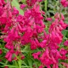 Scarlet Penstemon Seeds - 150 Penstemon Barbatus Flower Seeds Outdoor Easy Grow - Image 1