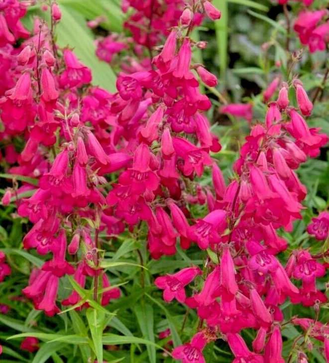 Scarlet Penstemon Seeds - 150 Penstemon Barbatus Flower Seeds Outdoor Easy Grow - Image 1