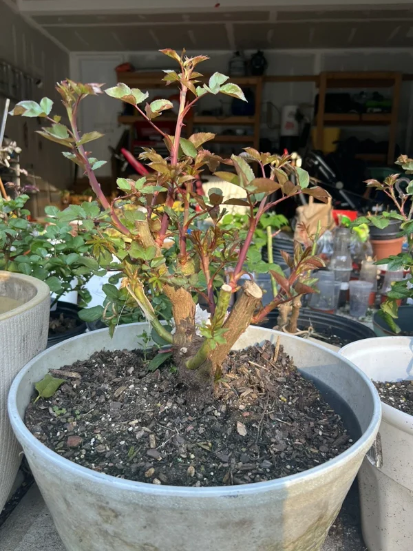 Scentimental Rose Bush - Burgundy Striped Red Rose Bare Root, 3-8 Inch Tall - Image 2