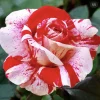 Scentimental Rose Bush - Burgundy Striped Red Rose Bare Root, 3-8 Inch Tall - Image 1