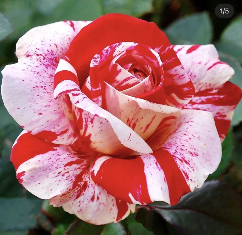 Scentimental Rose Bush - Burgundy Striped Red Rose Bare Root, 3-8 Inch Tall - Image 1