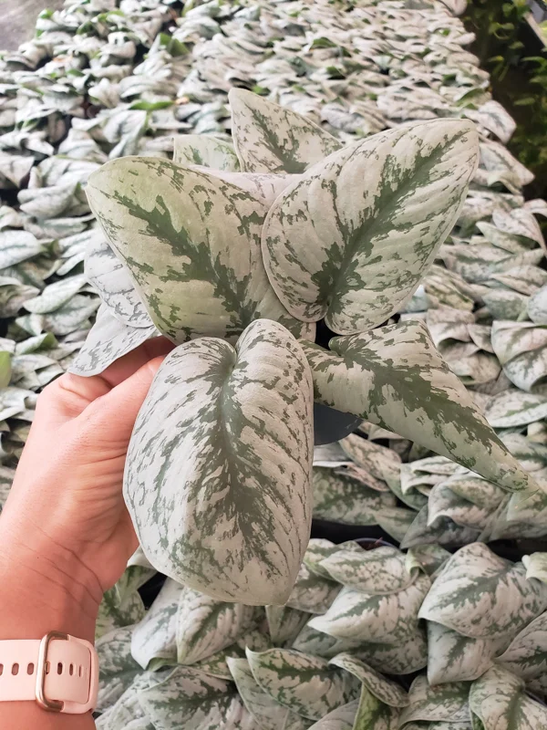 Scindapsus Pictus Exotica Pothos Live Plant – Giant Silver Satin – 4 Inch Pot - Image 2
