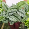 Scindapsus Pictus Exotica Pothos Live Plant – Giant Silver Satin – 4 Inch Pot - Image 1