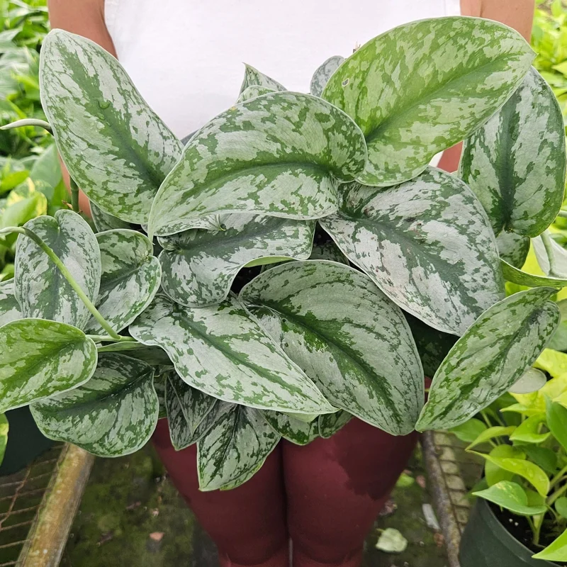 Scindapsus Pictus Exotica Pothos Live Plant – Giant Silver Satin – 4 Inch Pot - Image 1