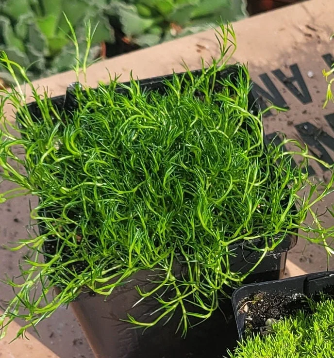 Scotch & Irish Moss Live Plants - Sagina subulata 'Aurea' & Sagina subulata - 3.5in Pots - Image 2