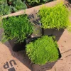 Scotch & Irish Moss Live Plants - Sagina subulata 'Aurea' & Sagina subulata - 3.5in Pots - Image 1