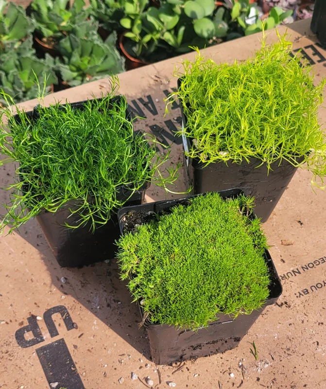 Scotch & Irish Moss Live Plants - Sagina subulata 'Aurea' & Sagina subulata - 3.5in Pots - Image 1