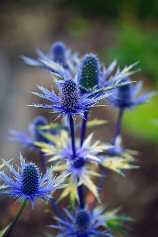 Sea Holly (Eryngium) Seeds - 100 Seeds, Metallic Blue Flowers, Hardy Perennial - Image 2