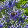 Sea Holly (Eryngium) Seeds - 100 Seeds, Metallic Blue Flowers, Hardy Perennial - Image 1