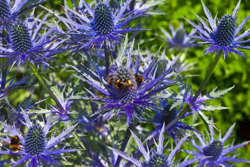 Sea Holly (Eryngium) Seeds - 100 Seeds, Metallic Blue Flowers, Hardy Perennial - Image 1