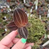 Sea Turtle Jewel Orchid Live Plant - Rare Tropical Indoor Houseplant - 3 Inch Pot - 2 Plants - Image 1