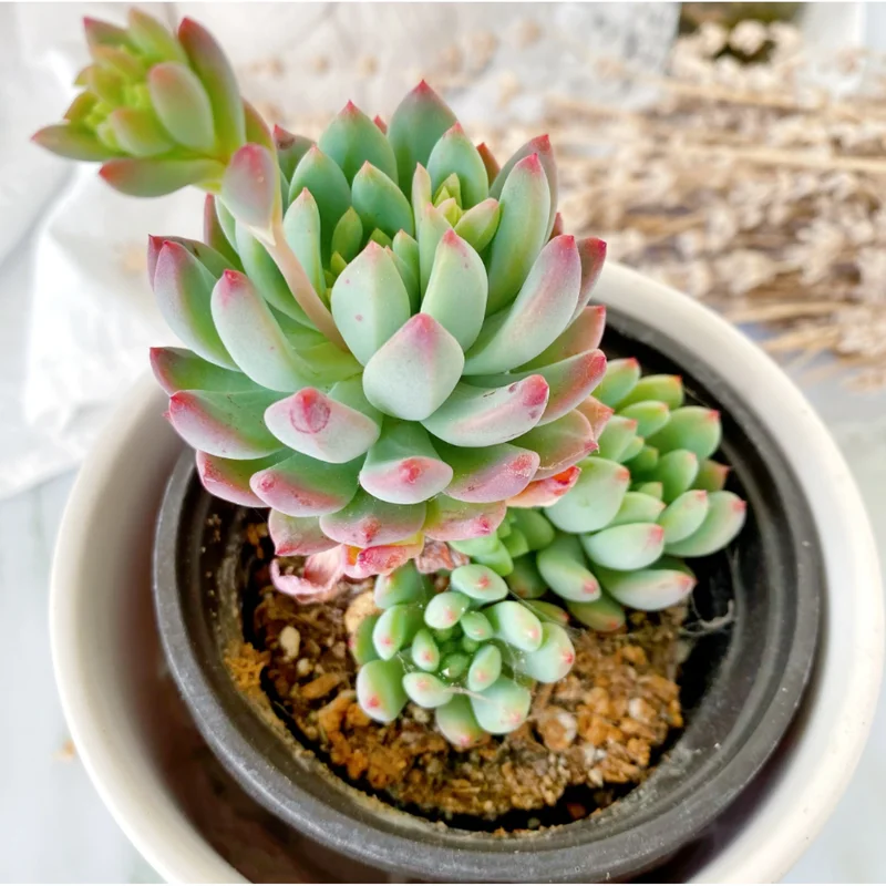 Sedeveria 'Blue Elf' Succulent Live Plant – 2 Inch Pot – Indoor/Outdoor Sedeveria 'Blue Elf' Succulent Live Plant – 2 Inch Pot – Indoor/Outdoor - Image 2