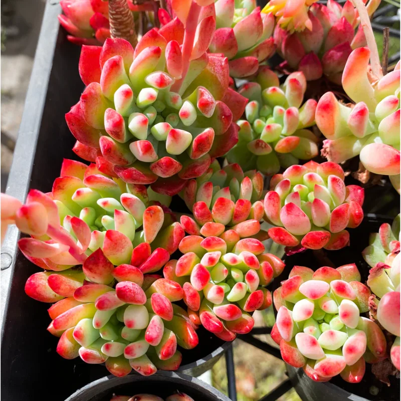 Sedeveria 'Blue Elf' Succulent Live Plant – 2 Inch Pot – Indoor/Outdoor Sedeveria 'Blue Elf' Succulent Live Plant – 2 Inch Pot – Indoor/Outdoor - Image 3