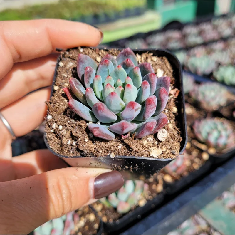 Sedeveria 'Blue Elf' Succulent Live Plant – 2 Inch Pot – Indoor/Outdoor Sedeveria 'Blue Elf' Succulent Live Plant – 2 Inch Pot – Indoor/Outdoor - Image 4