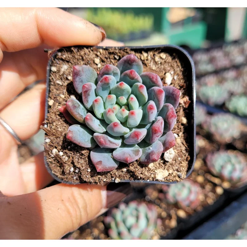 Sedeveria 'Blue Elf' Succulent Live Plant – 2 Inch Pot – Indoor/Outdoor Sedeveria 'Blue Elf' Succulent Live Plant – 2 Inch Pot – Indoor/Outdoor - Image 5