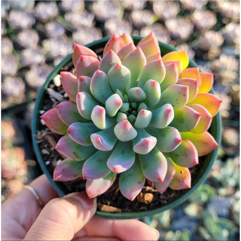 Sedeveria 'Blue Elf' Succulent Live Plant – 2 Inch Pot – Indoor/Outdoor Sedeveria 'Blue Elf' Succulent Live Plant – 2 Inch Pot – Indoor/Outdoor - Image 1