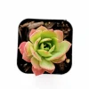 Sedeveria 'Green Rose' Succulent Live Plant 2 Inch Pot - Indoor Outdoor Decor Sedeveria 'Green Rose' Succulent Live Plant 2 Inch Pot - Indoor Outdoor Decor - Image 1