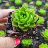Sedeveria 'Letizia' Succulent Live Plant 2 Inch Pot - Indoor Outdoor Decor - Image 1