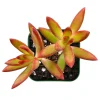 Sedum Adolphii 'Firestorm' Succulent Live Plant 2 Inch Pot Indoor Outdoor Sedum Adolphii 'Firestorm' Succulent Live Plant 2 Inch Pot Indoor Outdoor - Image 1
