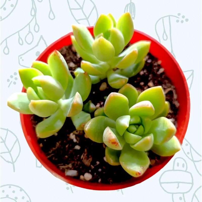 Sedum Adolphii Succulent Live Plant - 2 Inch Pot - Indoor Outdoor Sedum Adolphii Succulent Live Plant - 2 Inch Pot - Indoor Outdoor - Image 2