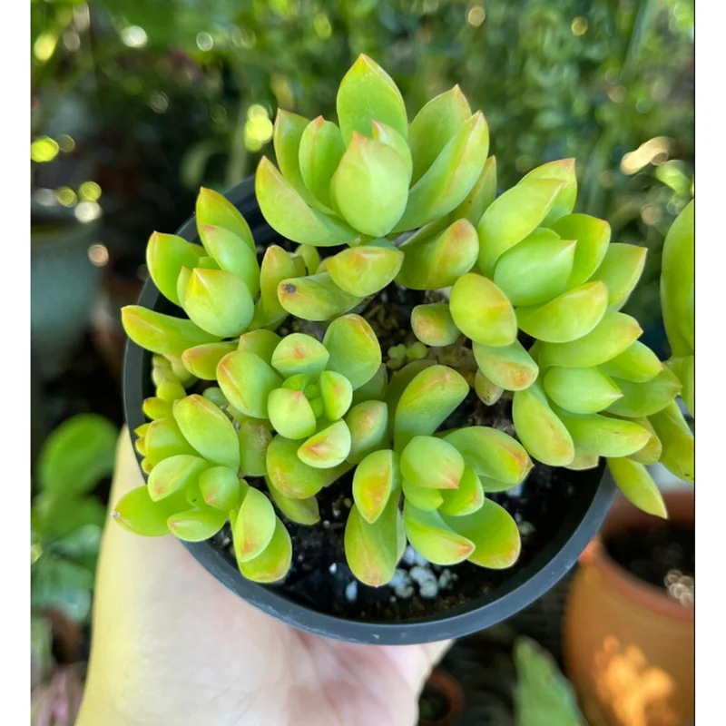 Sedum Adolphii Succulent Live Plant - 2 Inch Pot - Indoor Outdoor Sedum Adolphii Succulent Live Plant - 2 Inch Pot - Indoor Outdoor - Image 5