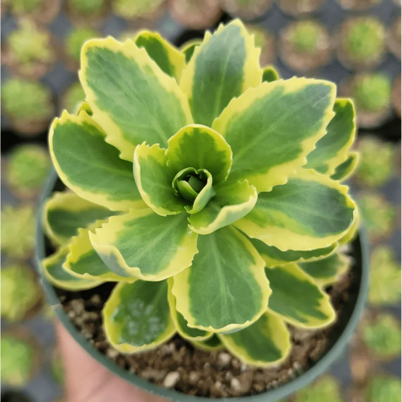 Sedum Alboroseum 'Mediovariegatum' Variegated Succulent Live Plant 4" Bare Root Sedum Alboroseum 'Mediovariegatum' Variegated Succulent Live Plant 4" Bare Root - Image 1
