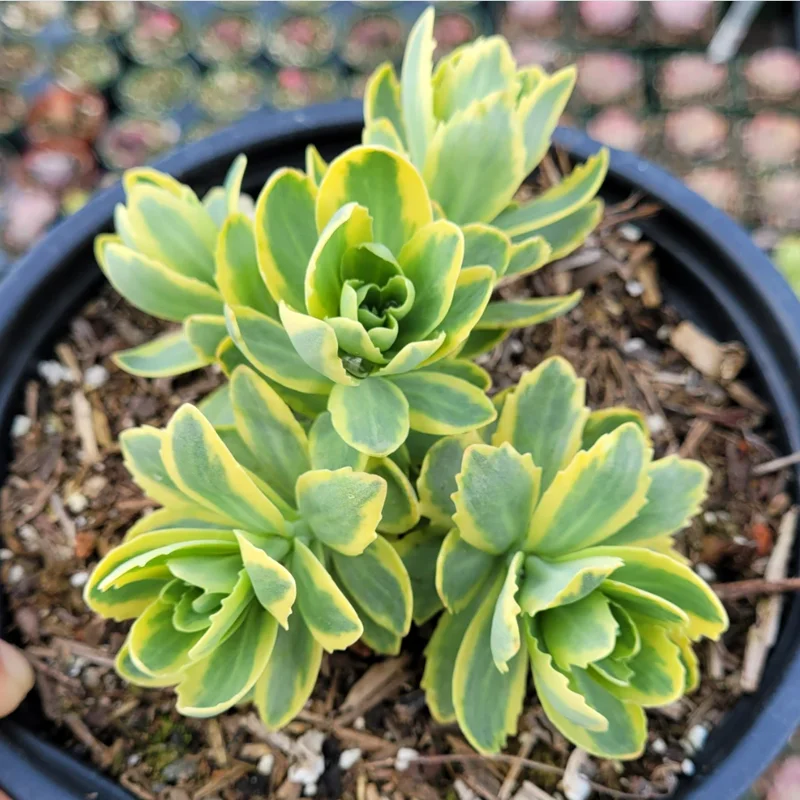 Sedum Alboroseum 'Mediovariegatum' Variegated Succulent Live Plant 4" Bare Root Sedum Alboroseum 'Mediovariegatum' Variegated Succulent Live Plant 4" Bare Root - Image 4