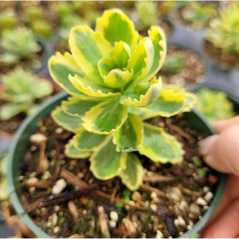 Sedum Alboroseum 'Mediovariegatum' Variegated Succulent Live Plant 4" Bare Root Sedum Alboroseum 'Mediovariegatum' Variegated Succulent Live Plant 4" Bare Root - Image 6