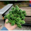Sedum Album 'Athoum' Stonecrop Succulent Live Plant 2 Inch Pot Indoor Outdoor - Image 1