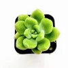 Sedum 'Alice Evans' Succulent Live Plant – 2 Inch Pot – Indoor/Outdoor Decor Sedum 'Alice Evans' Succulent Live Plant – 2 Inch Pot – Indoor/Outdoor Decor - Image 1