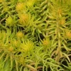 Sedum Angelina Seeds - 200 Count, Hardy Succulent, Yellow Flowers, Outdoor - Image 1