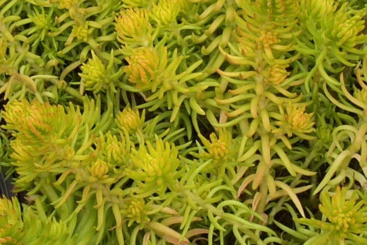 Sedum Angelina Seeds - Hardy Perennial, Yellow Flowers, Easy Grow - Image 2