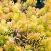 Sedum Angelina Seeds - Hardy Perennial, Yellow Flowers, Easy Grow - Image 1