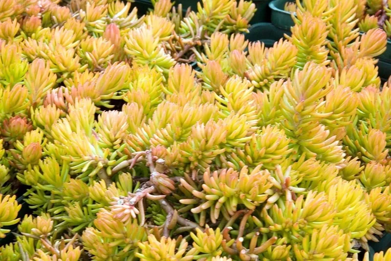 Sedum Angelina Seeds - Hardy Perennial, Yellow Flowers, Easy Grow - Image 1